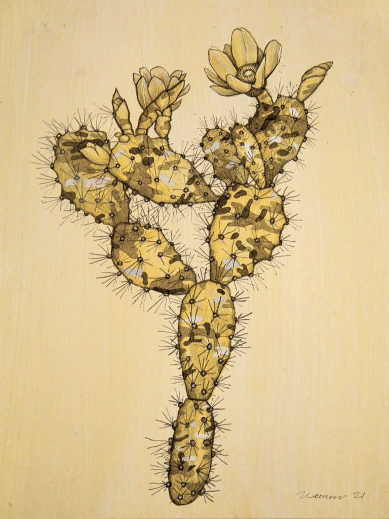 Drawing of a camouflaged prickly pear (Opuntia ficus-indica)